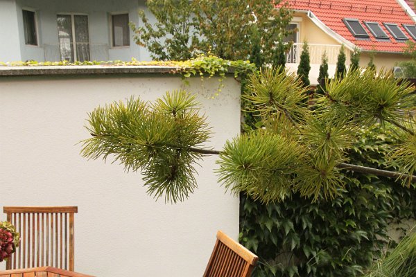 Terrassendielen im Einfamilienhaus